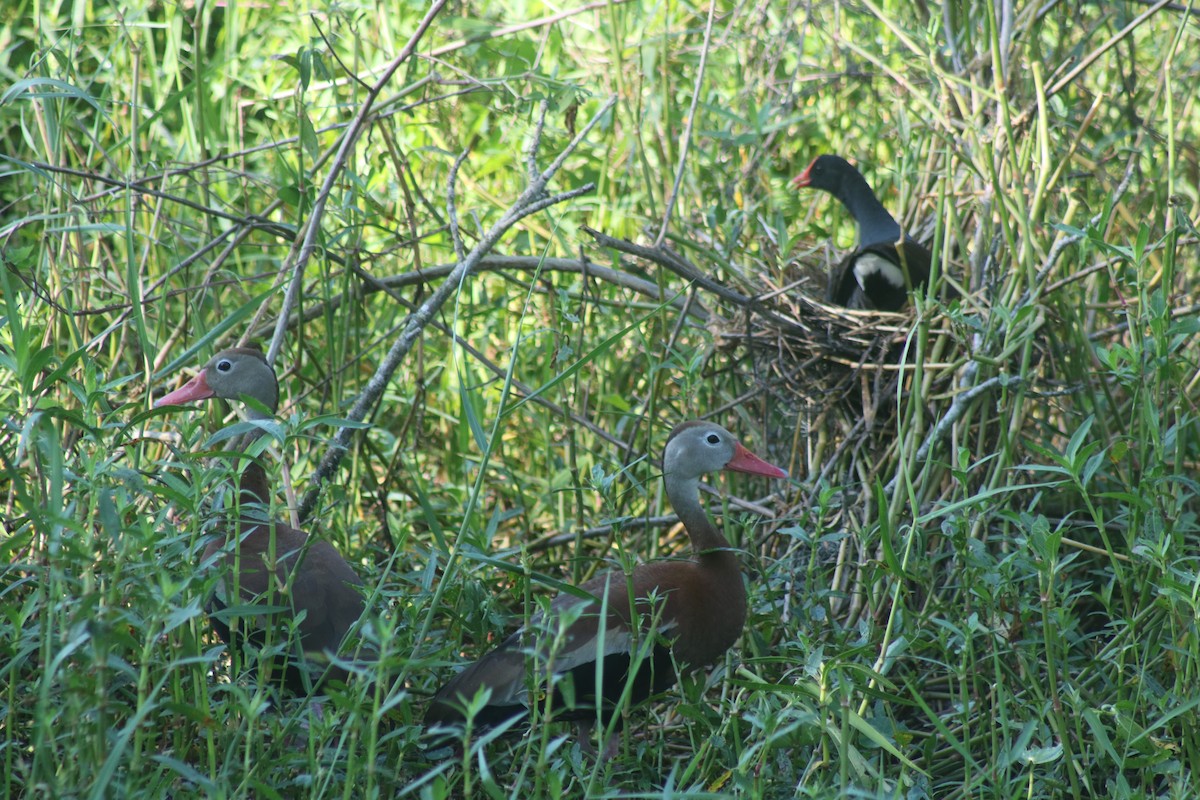 Black-bellied Whistling-Duck - Andrew Wiser