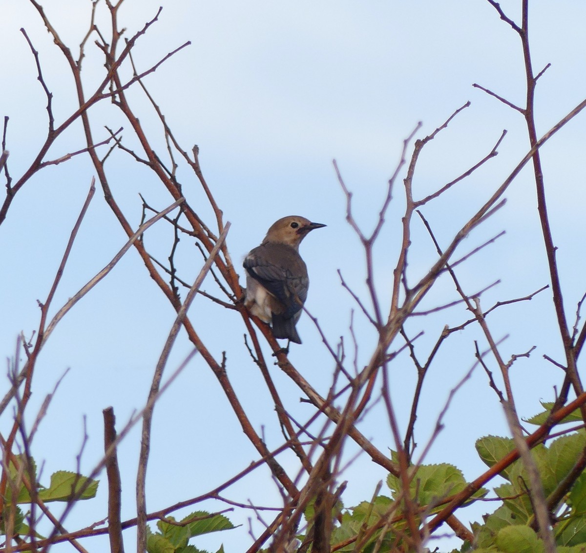 Chestnut-cheeked Starling - ML620472983