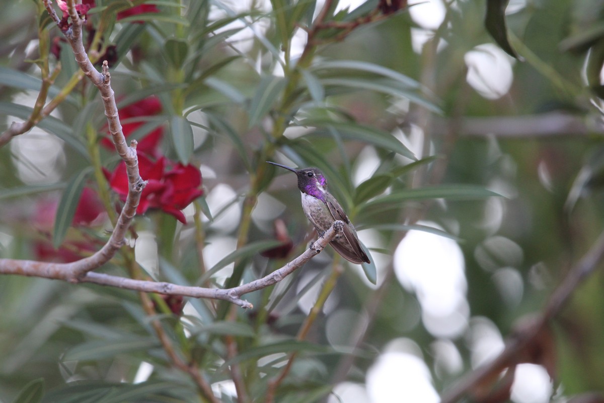 Costa's Hummingbird - ML620472985