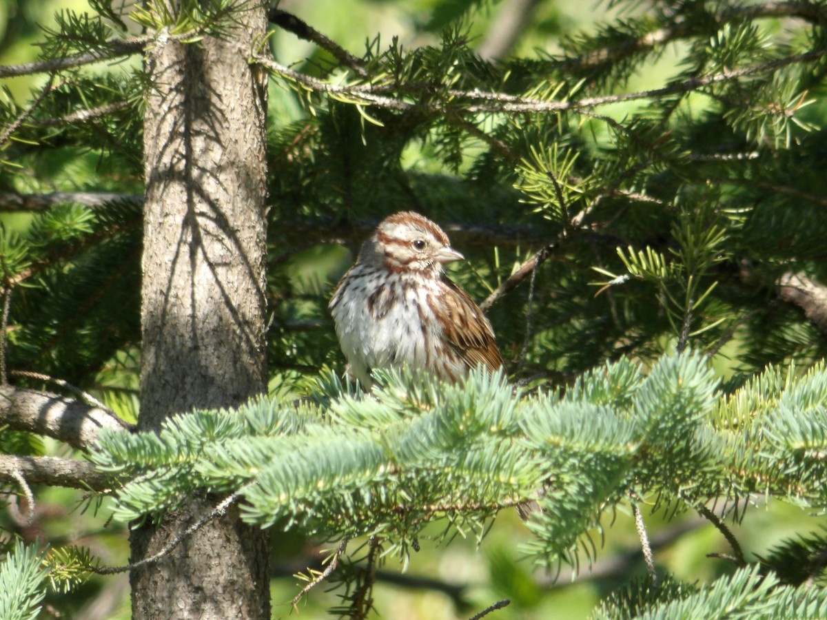 Song Sparrow - ML620472987