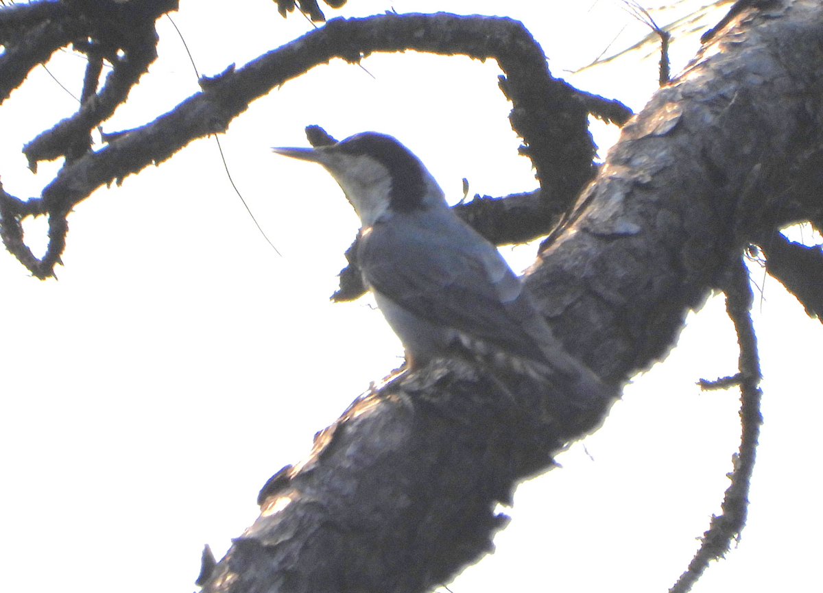 Giant Nuthatch - ML620472988