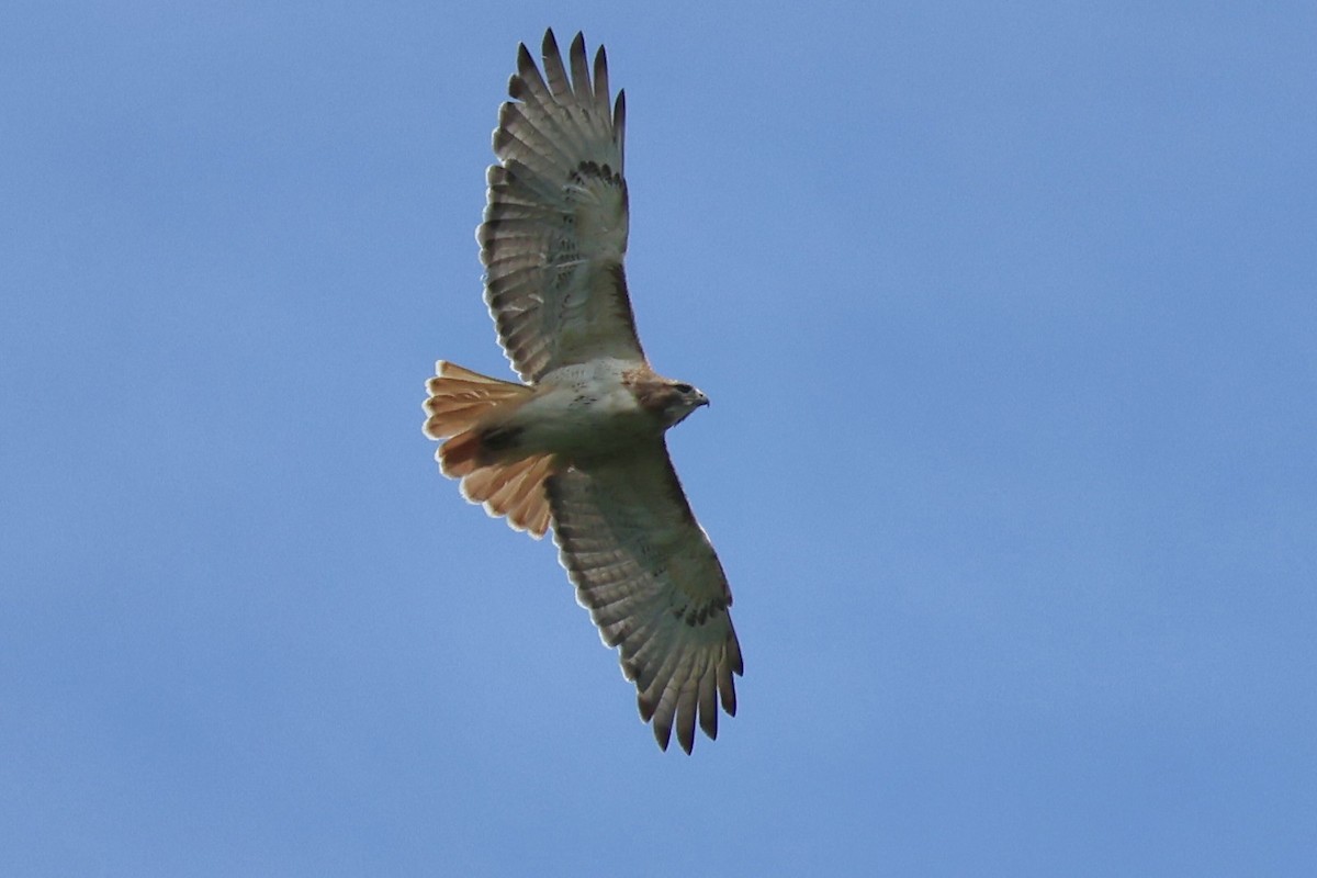 Red-tailed Hawk - ML620472990