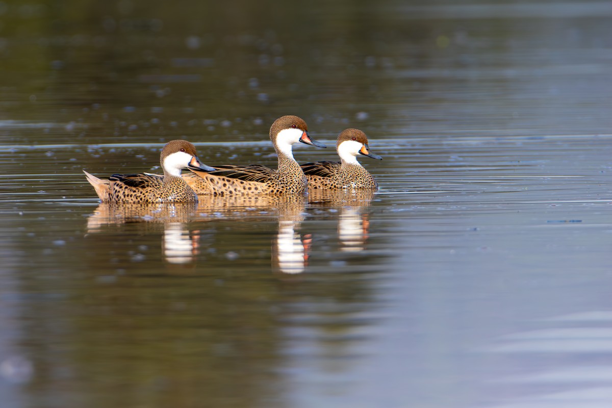 White-cheeked Pintail - ML620472991