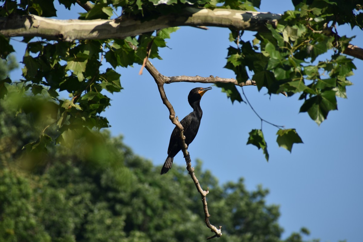 Cormorán Orejudo - ML620473000