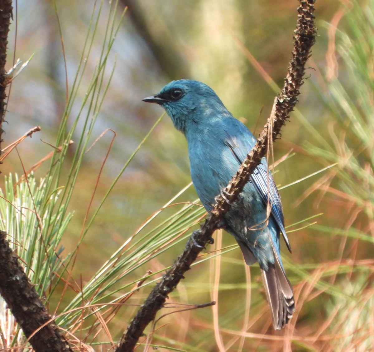 Verditer Flycatcher - ML620473004