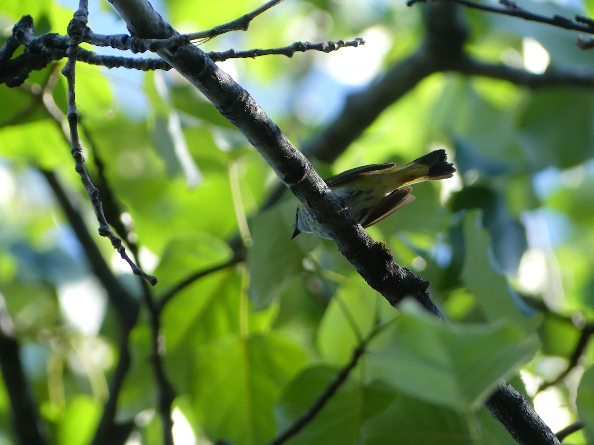 American Redstart - ML620473006