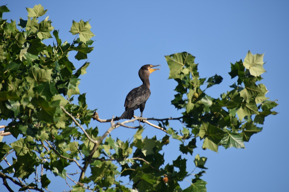 Cormorán Orejudo - ML620473010