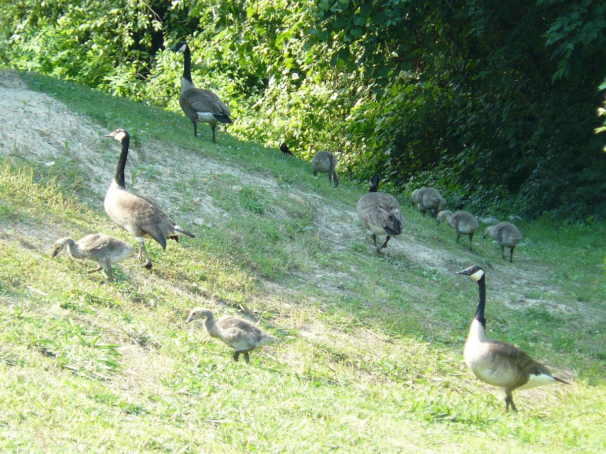 Canada Goose - ML620473011