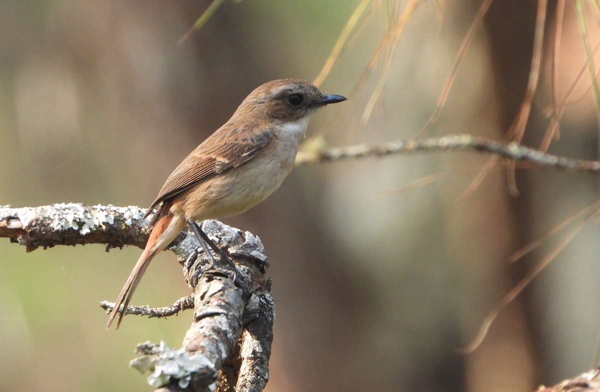 Gray Bushchat - ML620473012