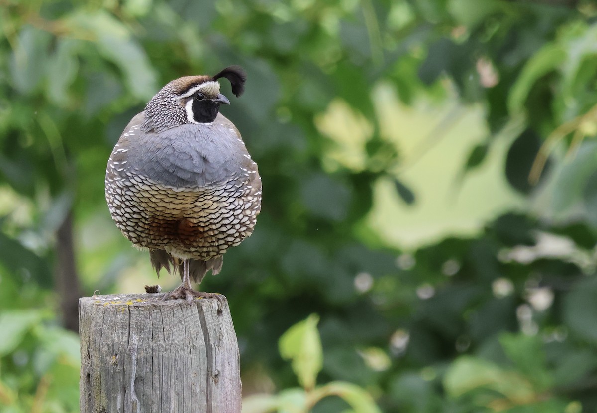 Galeper kaliforniarra - ML620473013