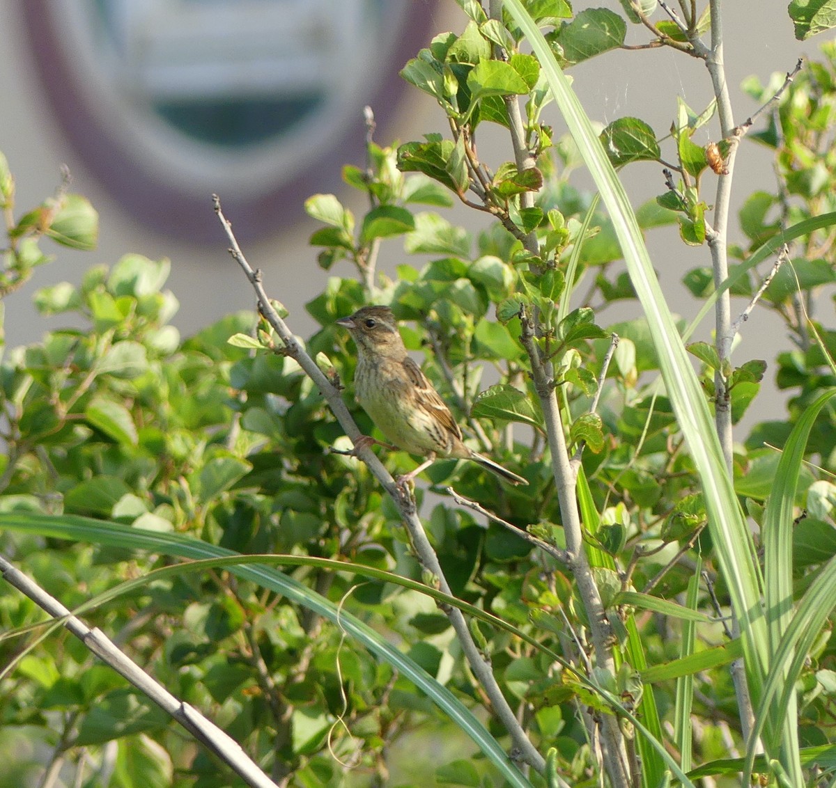 Black-faced Bunting - ML620473016