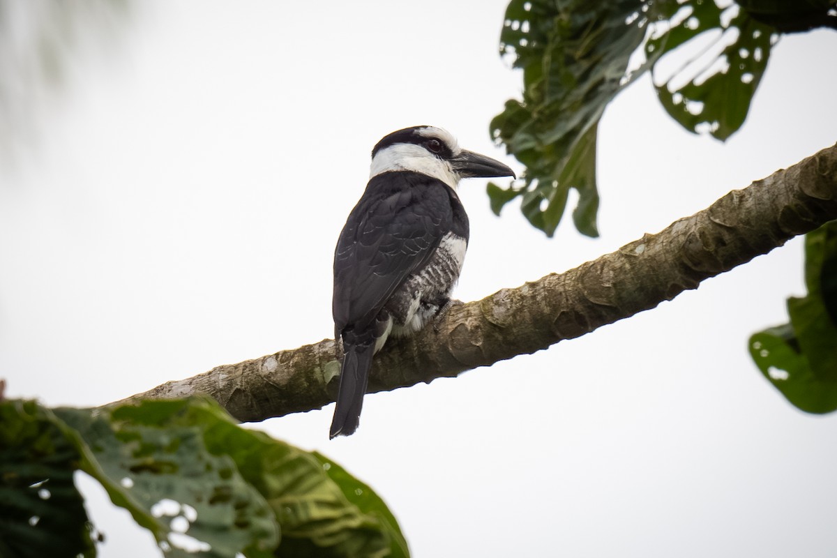 Weißnacken-Faulvogel - ML620473017