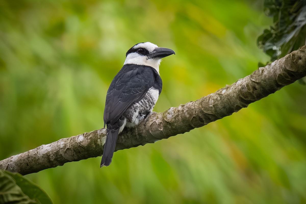 Weißnacken-Faulvogel - ML620473025