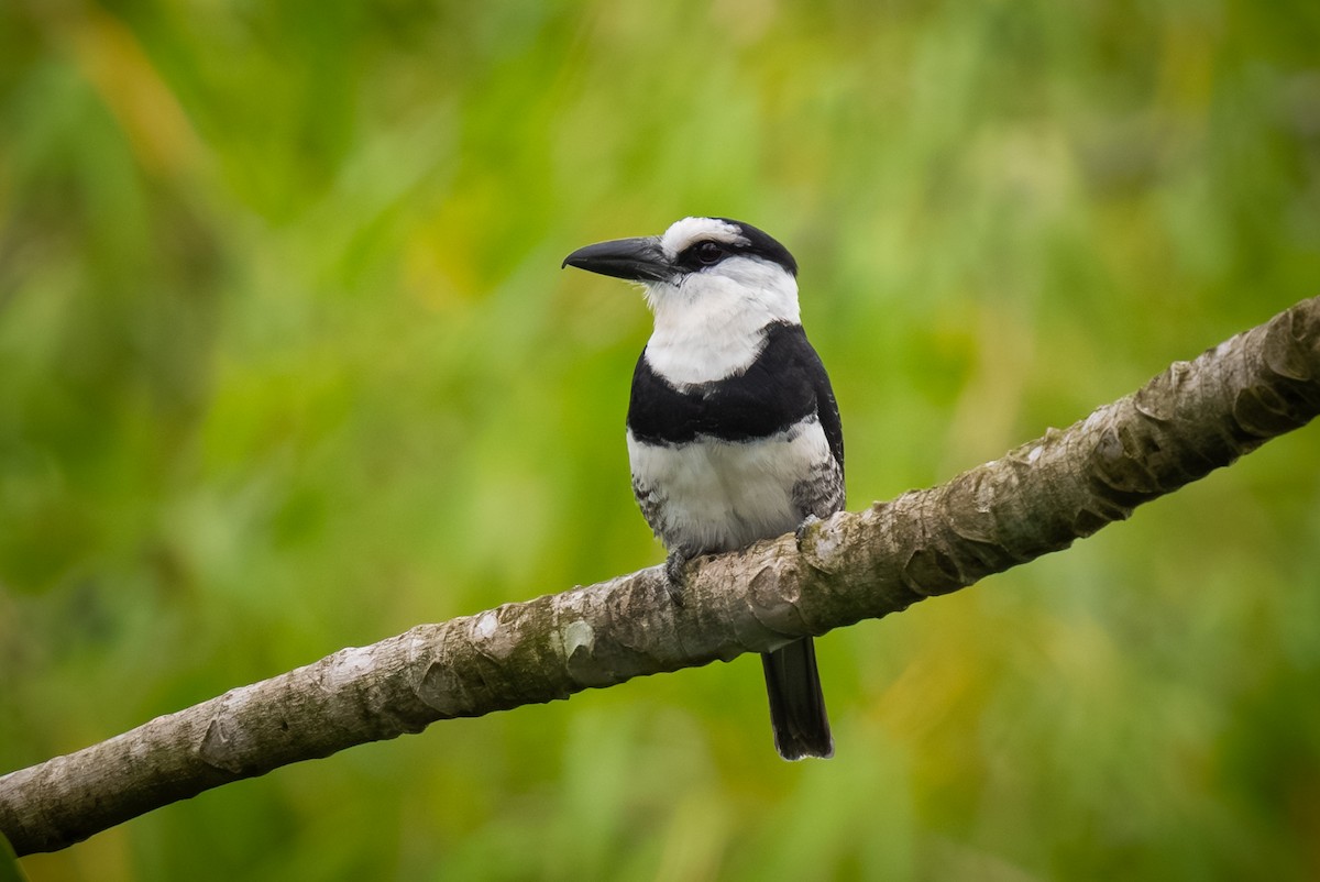 White-necked Puffbird - ML620473026