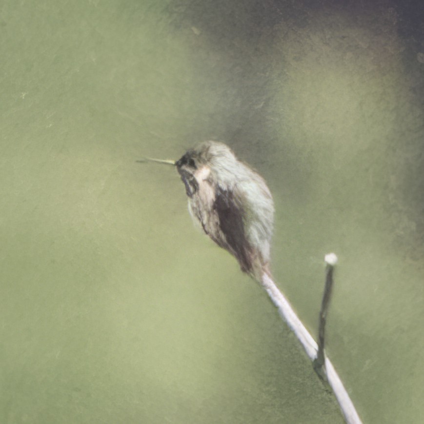 Calliope Hummingbird - ML620473033