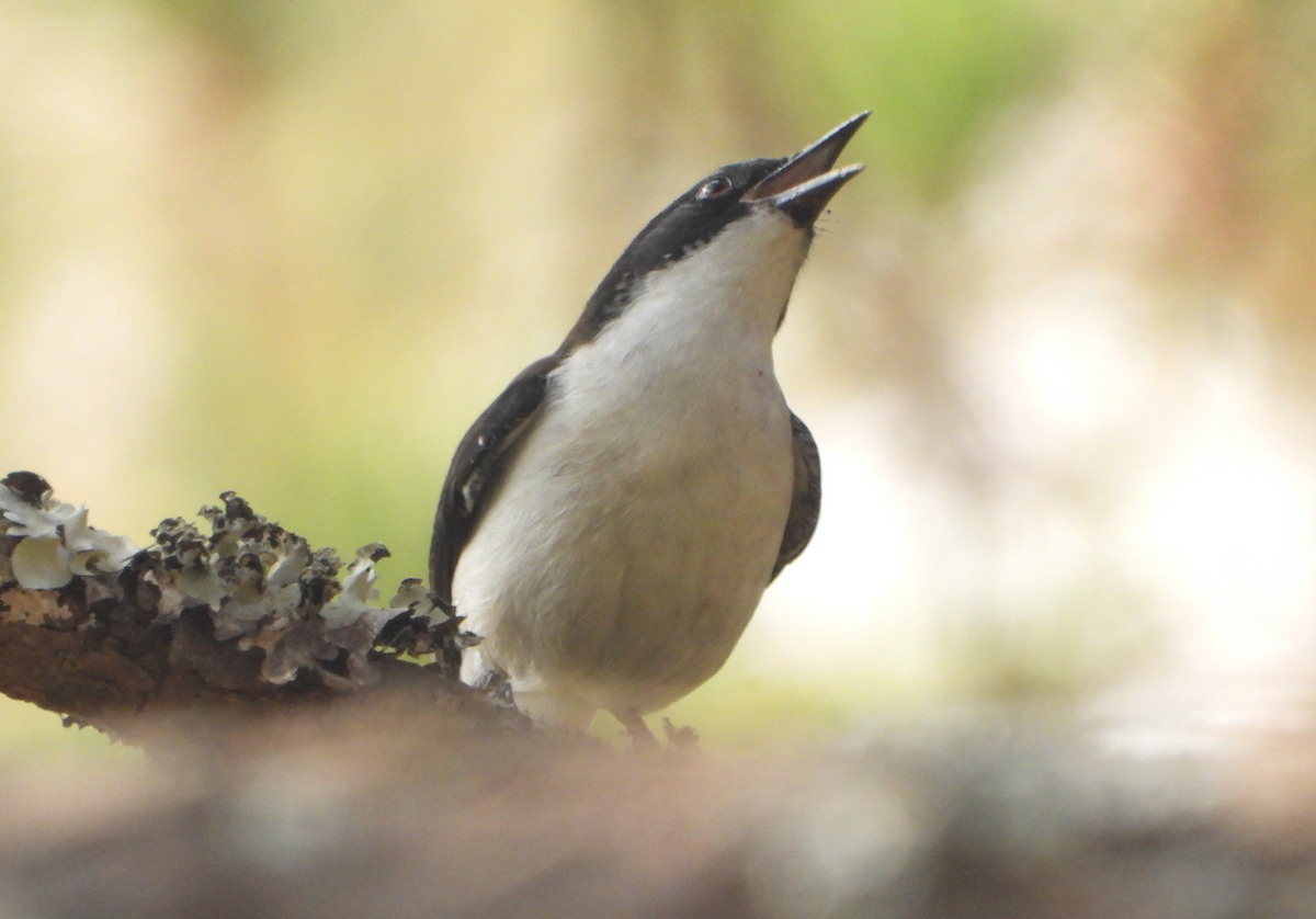 Black-backed Sibia - ML620473034