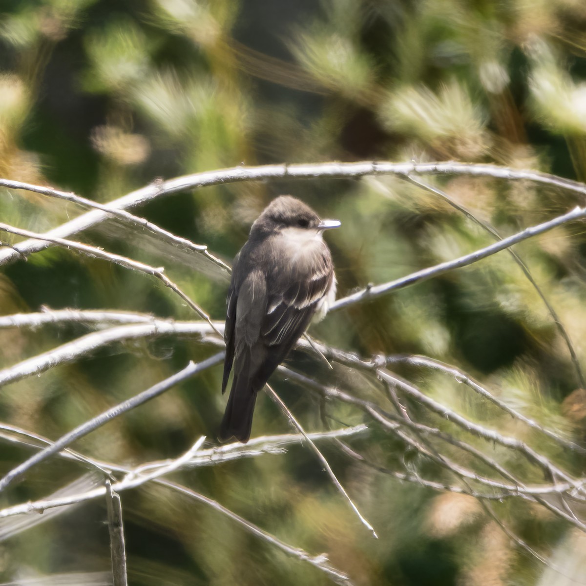 Western Wood-Pewee - ML620473037