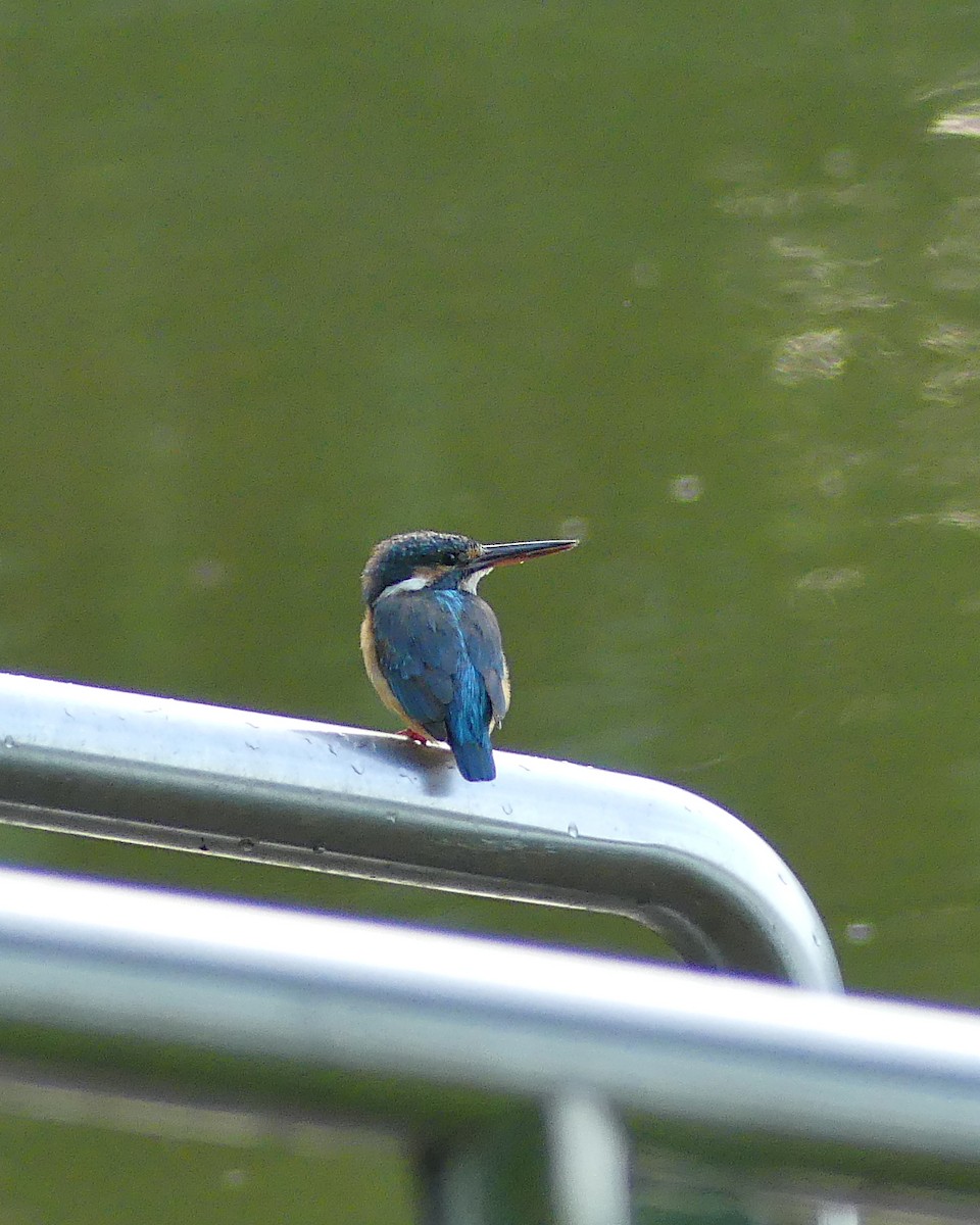 Common Kingfisher - ML620473038