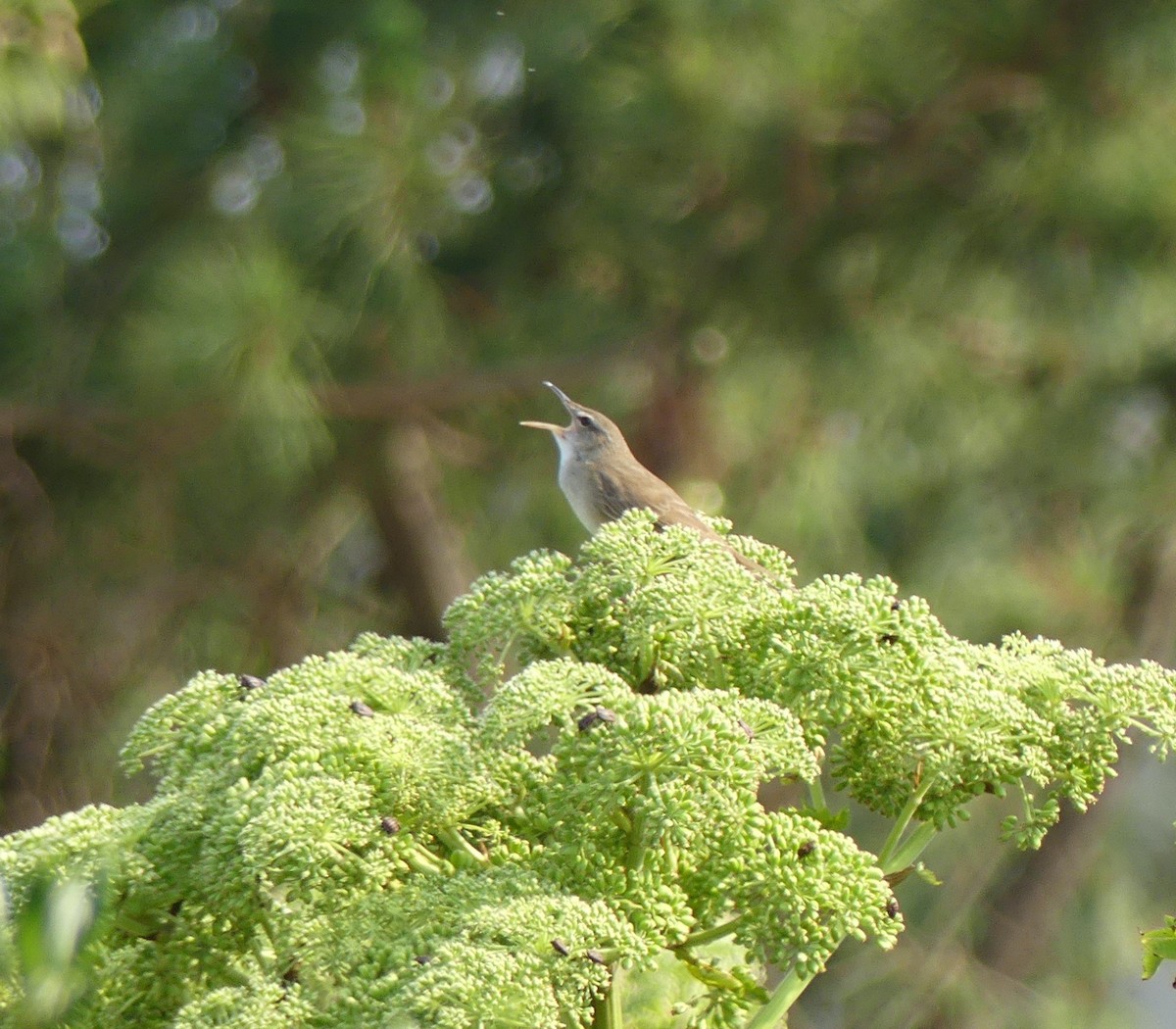 Pleske's Grasshopper Warbler - ML620473043