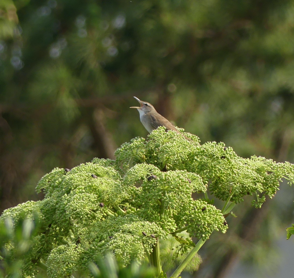 Pleske's Grasshopper Warbler - ML620473046