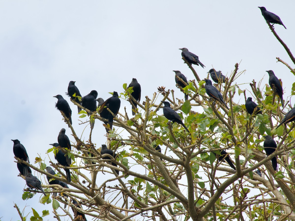 Red-winged Starling - ML620473051