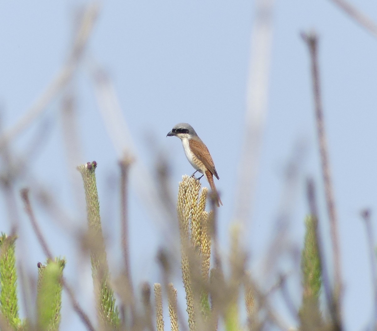 Tiger Shrike - ML620473053