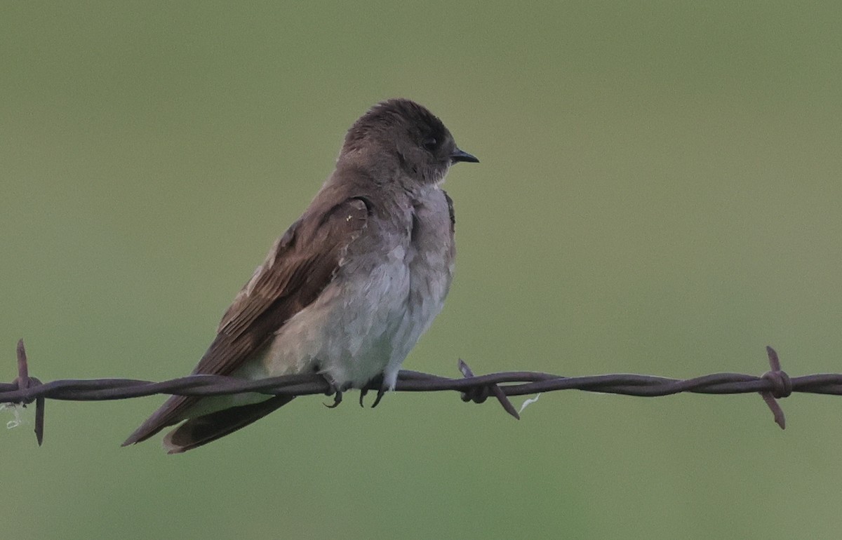 Northern Rough-winged Swallow - ML620473055
