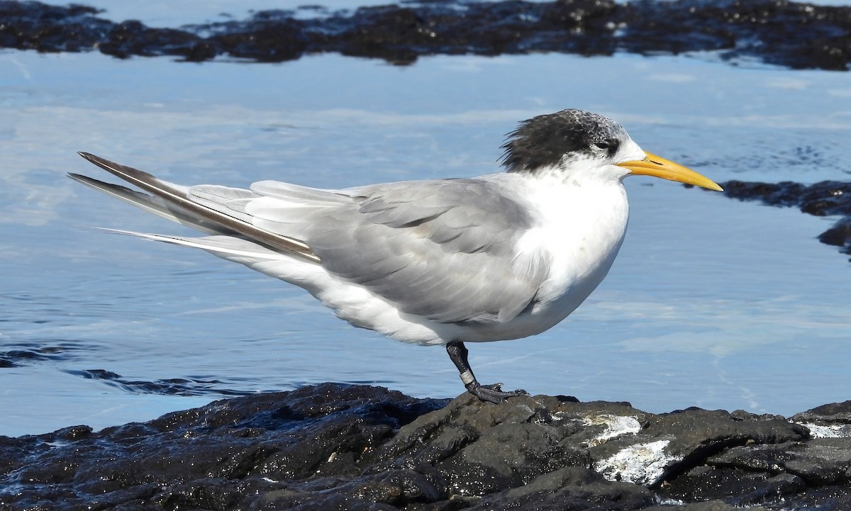 Great Crested Tern - ML620473065