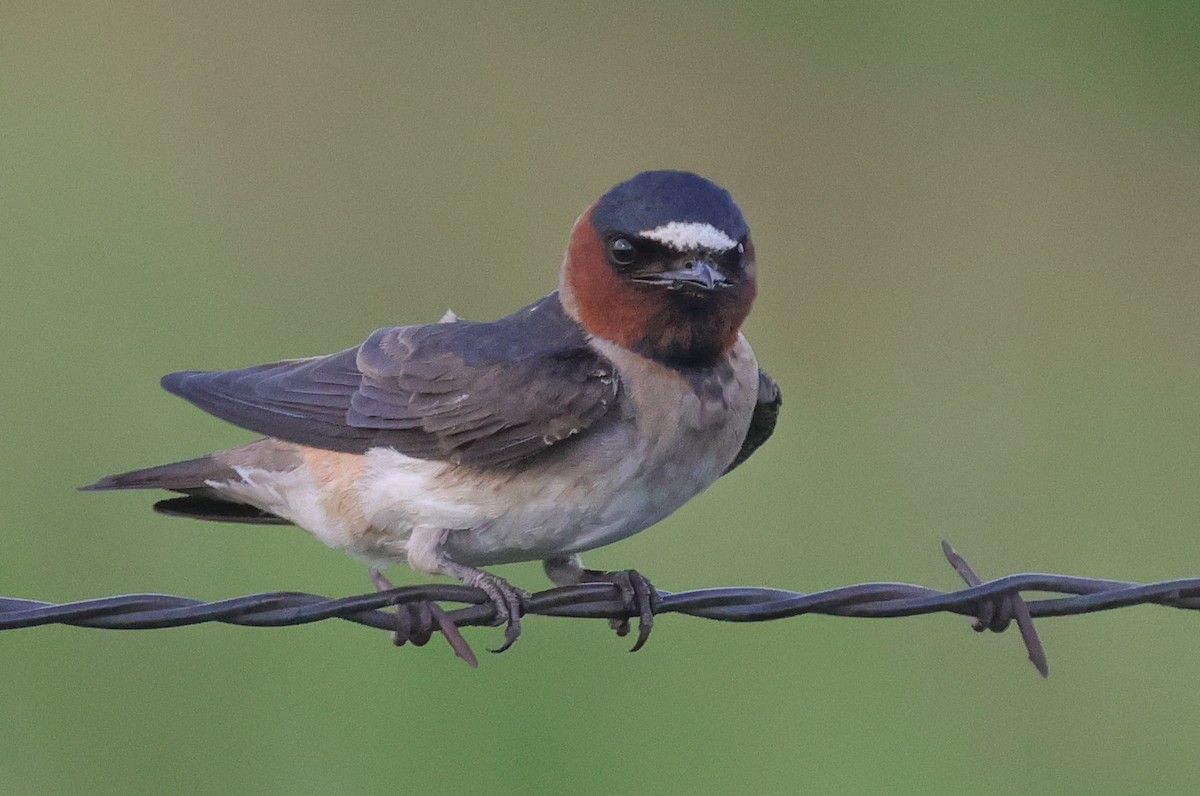 Cliff Swallow - ML620473068