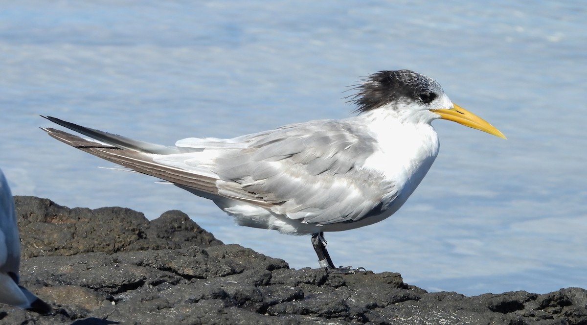 Great Crested Tern - ML620473069