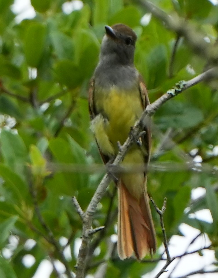 Great Crested Flycatcher - ML620473075