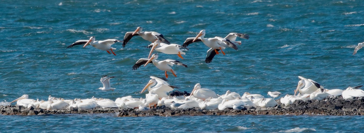 American White Pelican - ML620473077