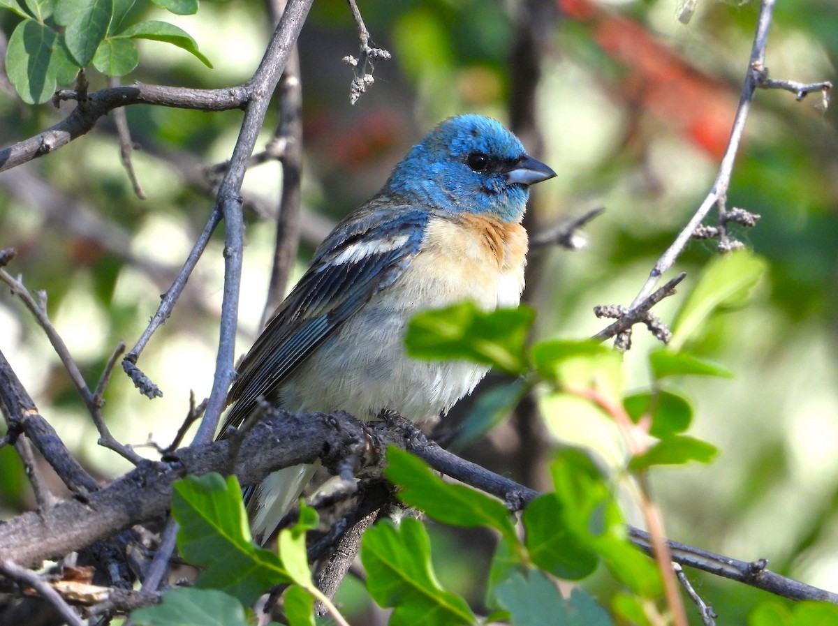 Lazuli Bunting - ML620473081