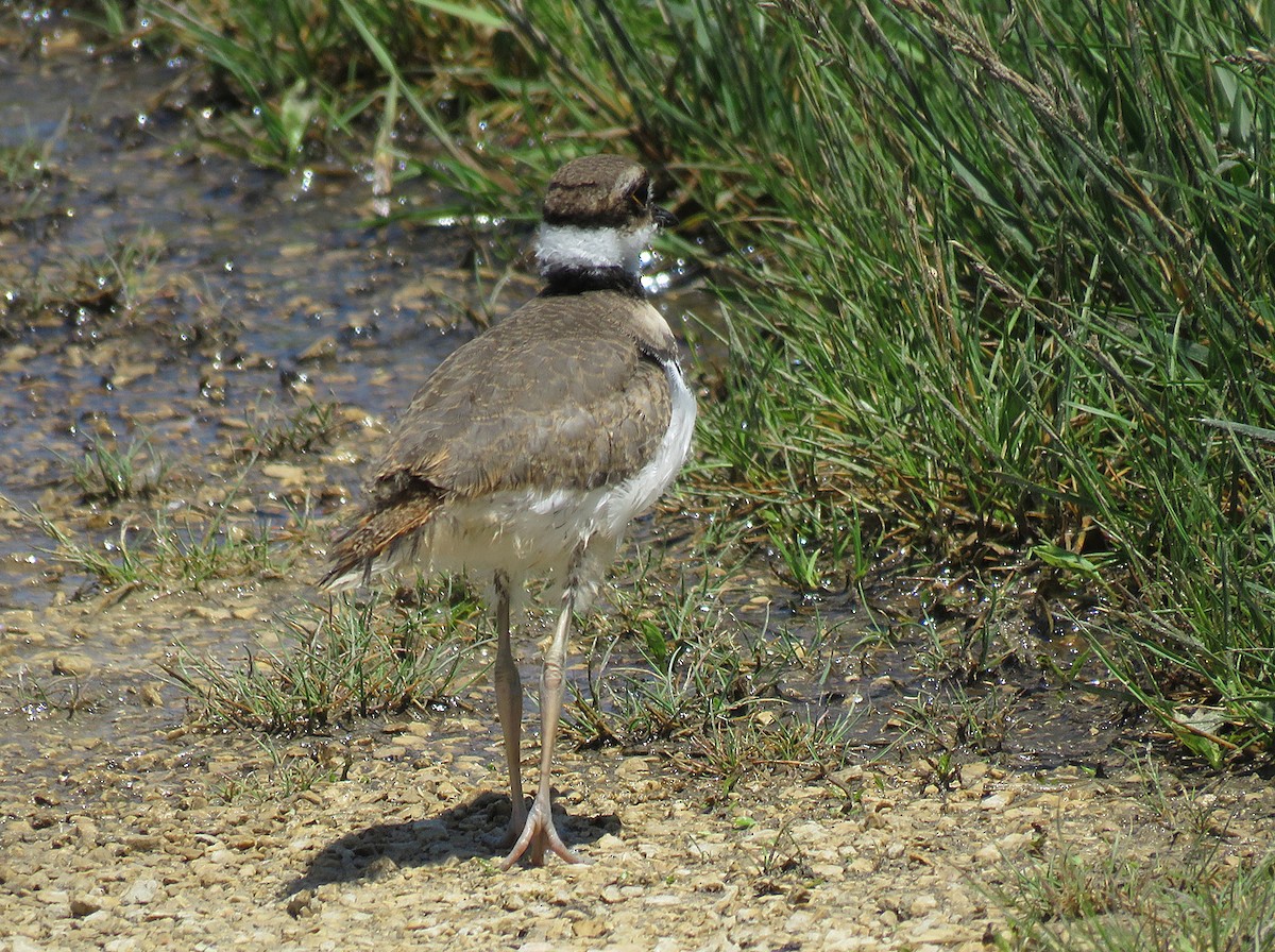 Killdeer - ML620473083