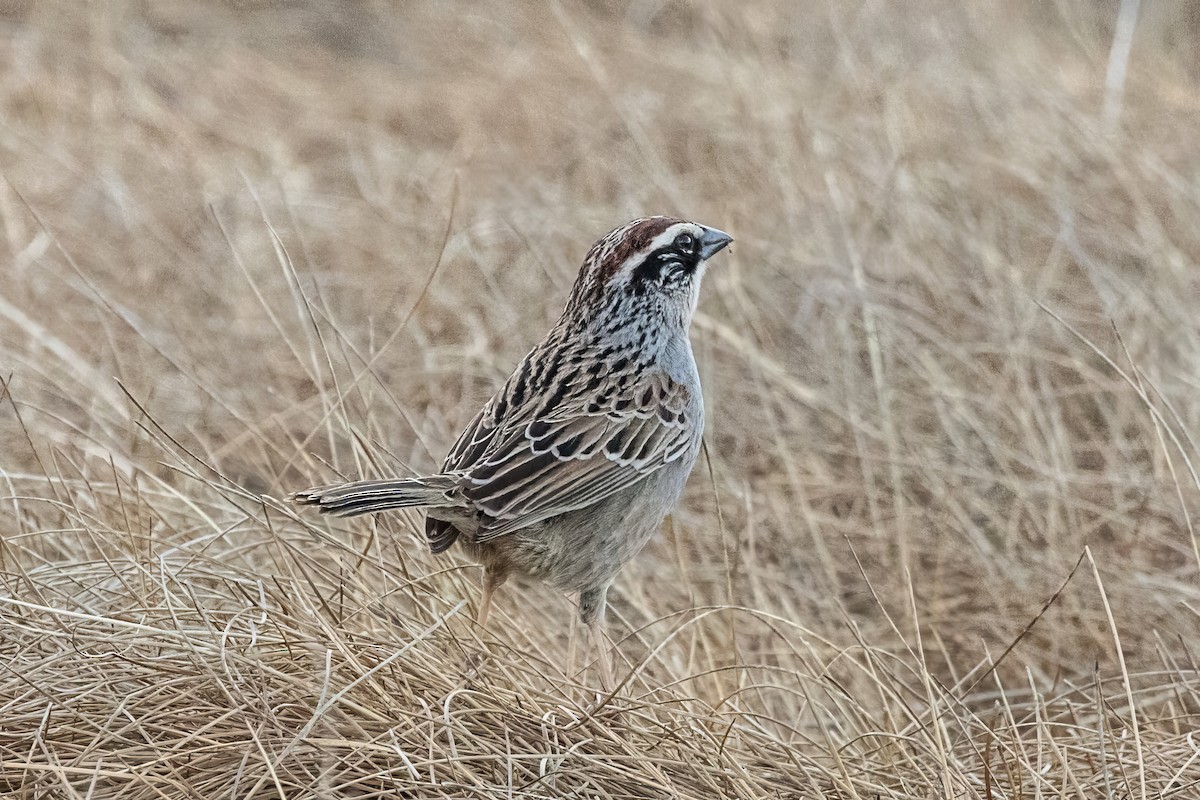 Striped Sparrow - ML620473084