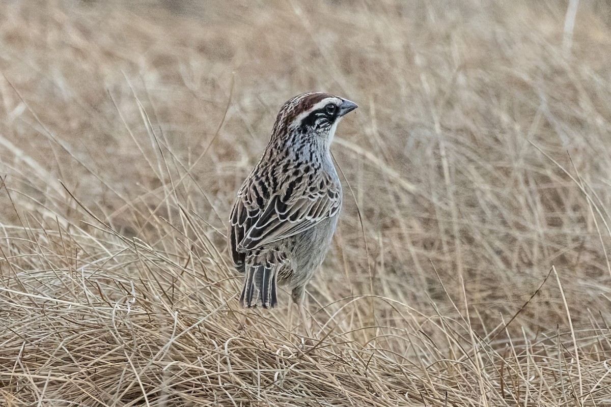Striped Sparrow - ML620473085
