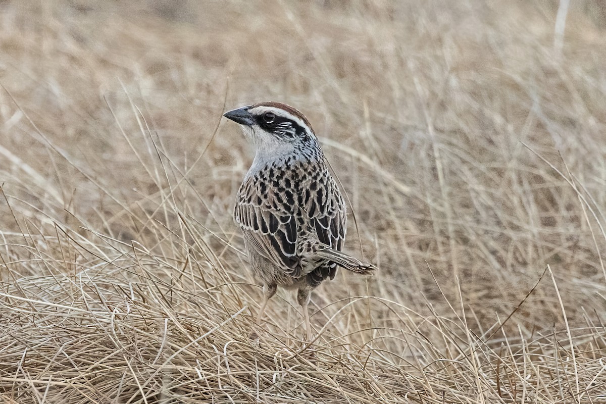 Striped Sparrow - ML620473086