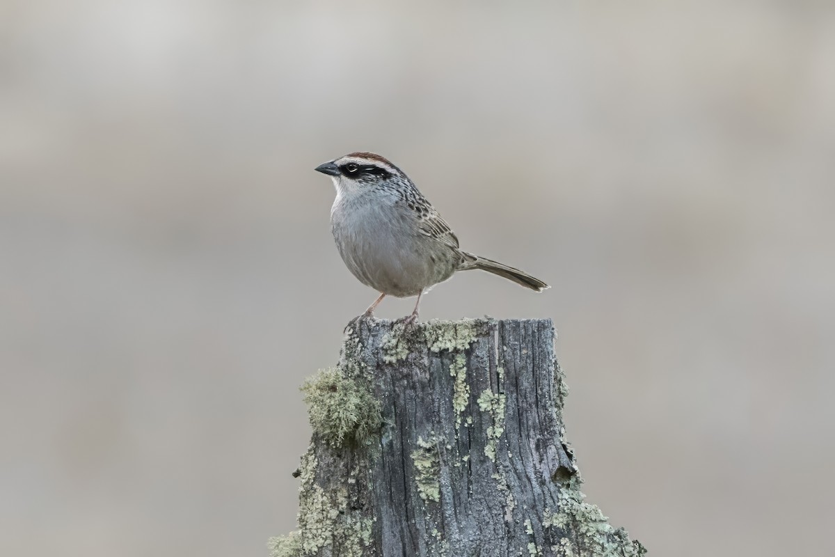 Striped Sparrow - ML620473087