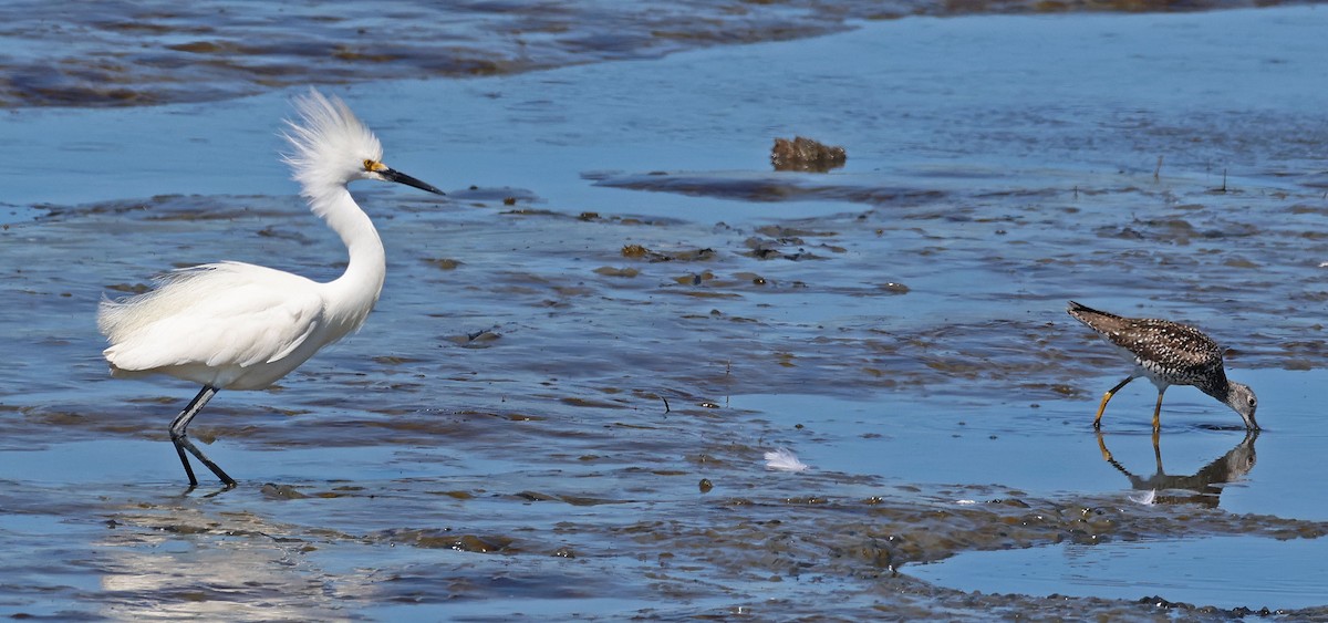 Snowy Egret - ML620473091