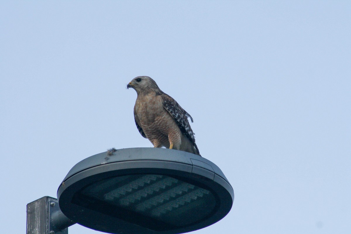 Red-shouldered Hawk - ML620473093