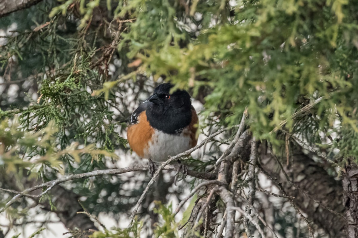 Spotted Towhee - ML620473096