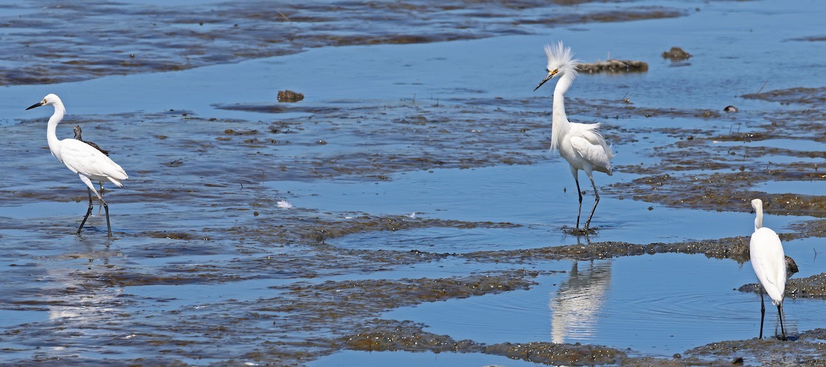 Snowy Egret - ML620473100