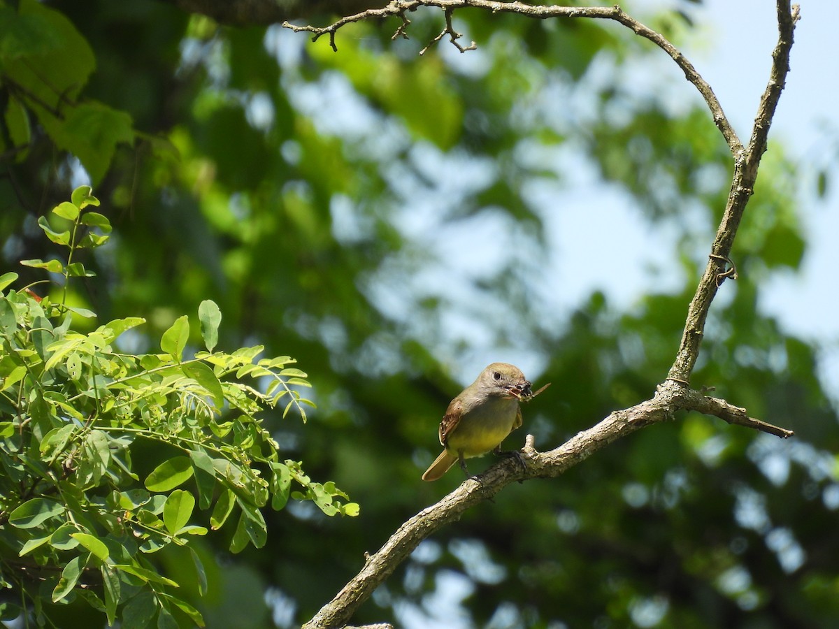 Great Crested Flycatcher - ML620473103