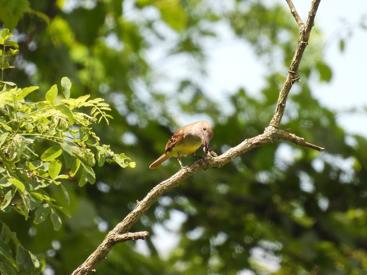 Great Crested Flycatcher - ML620473106