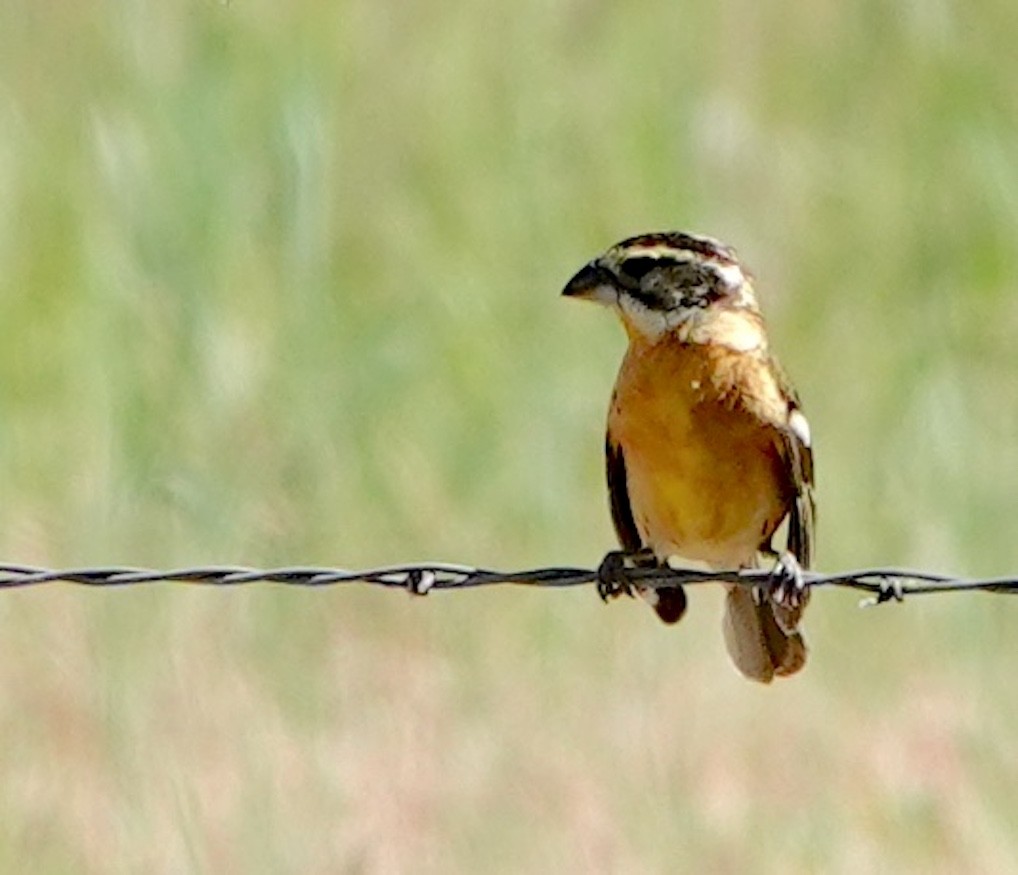 Black-headed Grosbeak - Jamie Simmons