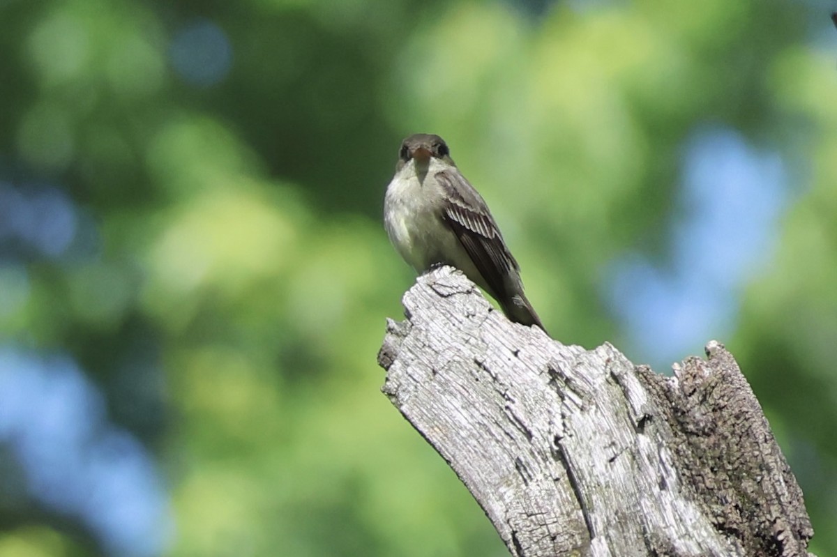 Eastern Wood-Pewee - ML620473109