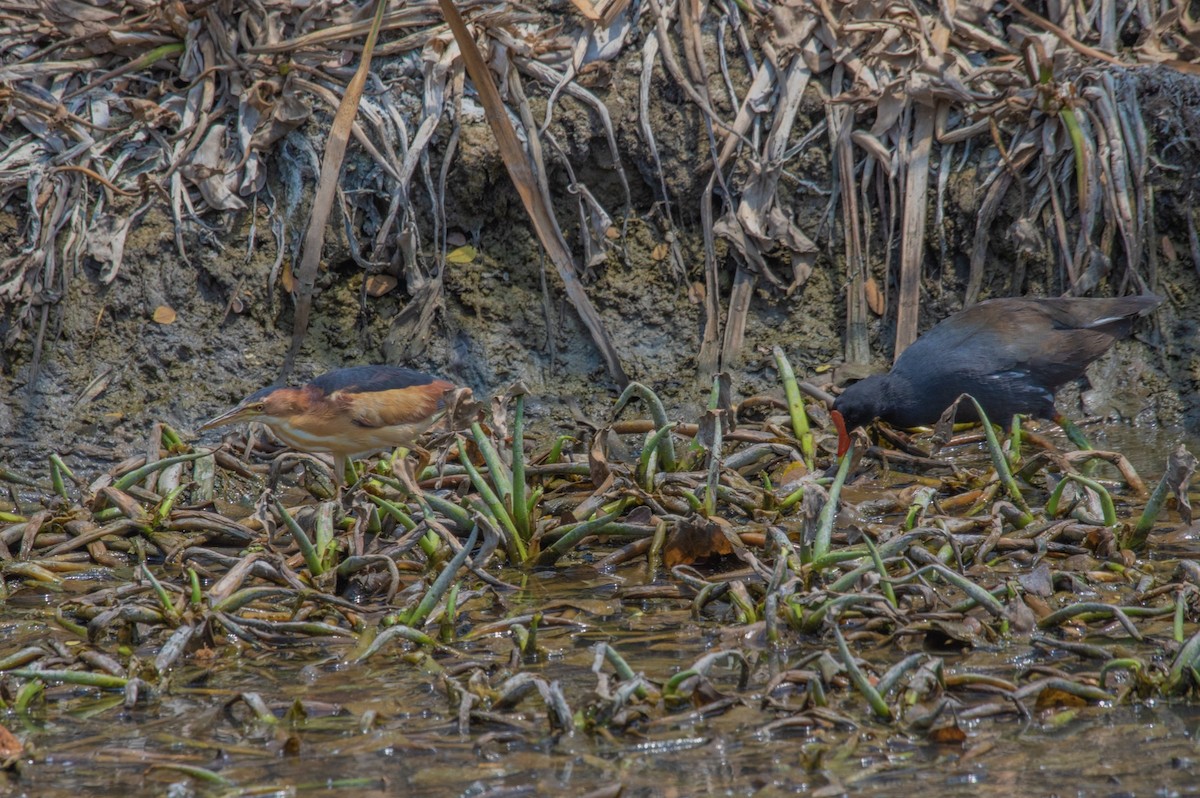 Least Bittern - ML620473110