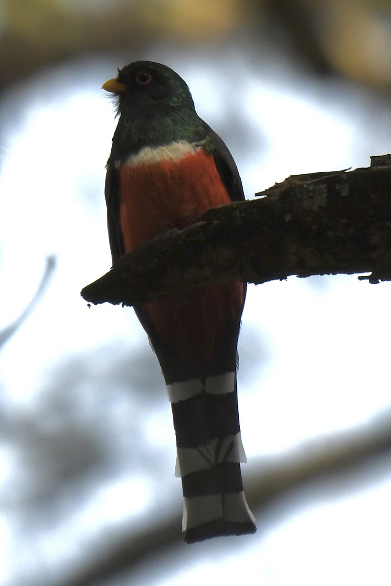 Mountain Trogon - ML620473112