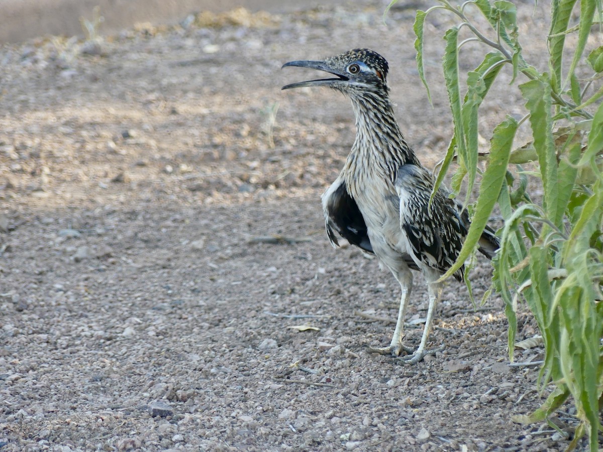 Greater Roadrunner - ML620473113