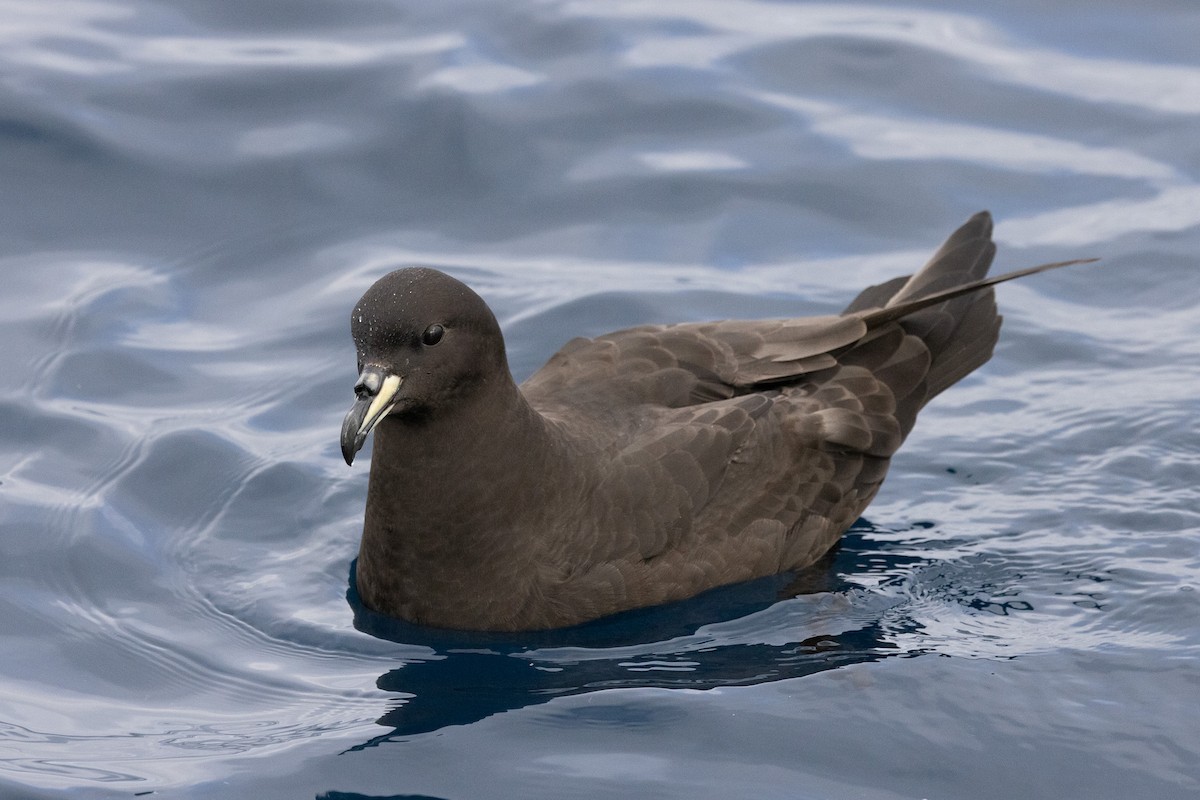 Westland Petrel - Dave Howes